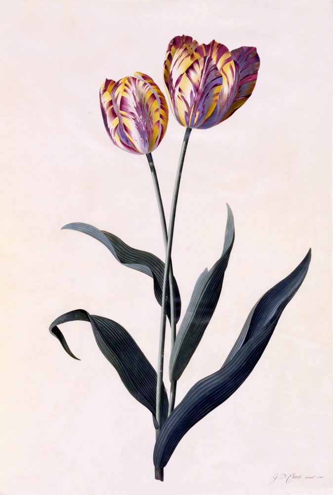 フランス　アンティーク　プレート　南仏　手描き　チューリップ　手彩色　ぽってり Georg Dionysius Ehret - Tulip